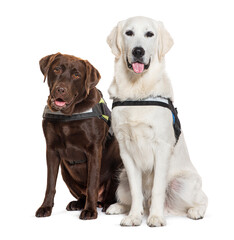 Labrador and Golden Retriever sitting together, both wearing an harness, isolated on white