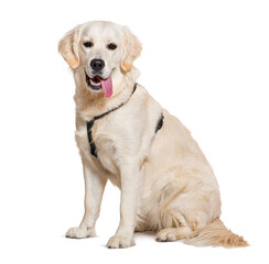 Golden Retriever panting, wearing an harness, isolated on white