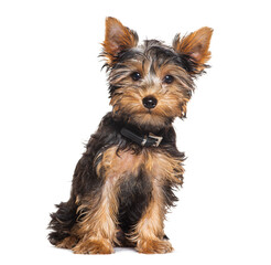 Three months old puppy Yorkshire Terrier sitting with a black collar