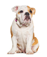 Four months old puppy English Bulldog sitting and looking away, isolated on white