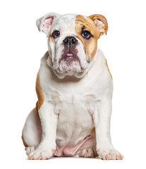 Obraz premium Four months old puppy English Bulldog sitting and facing at the camera, isolated on white