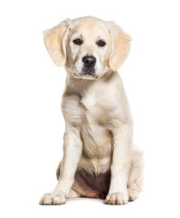 Puppy, four months old, Golden retriever, isolated on white