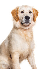 Portrait of a wet Golden retriever wearing a collar dog, isolated on white