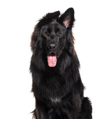 Panting Black German shepherd, isolated on white