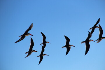 Flying birds, Santa Barbara, California