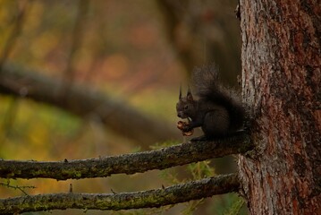The squirrel eats a nut