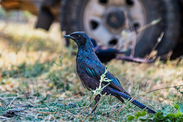 Burchell's starling on the ground Moremi reserve botswana