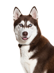 Brown and white Siberian husky wearing a collar, isolated on white
