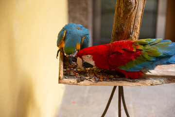 Parrots: scarlet macaw. Couple blue-and-red macaws