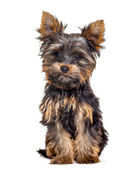 Three year old puppy yorkshire terrier dog, isolated on white