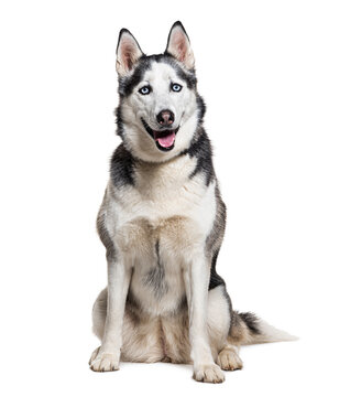 Siberian husky wearing a collar, isolated on white