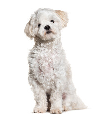 Maltese dog sitting, isolated on white