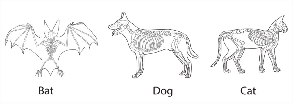 Bat, Cat, Dog skeletal systems on a white background sketch hand drawing vector illustration