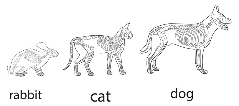 Dog, cat, rabbit skeletal systems on a white background sketch hand drawing vector illustration