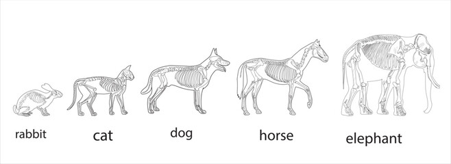 Elephant, Horse, dog, cat, Rabbit skeletal systems on a white background sketch hand drawing vector illustration