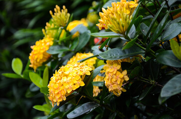 Ixora chinensis flowers in the park.