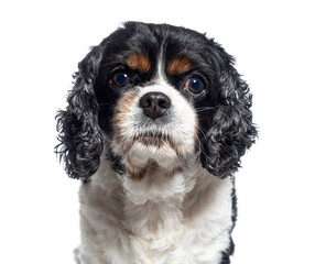 head shot of a facing Cavalier king charles isolated on white