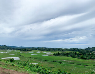 Naklejka premium aerial view of rice field yard.
