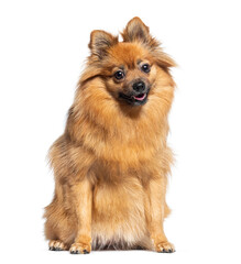 Spitz dog looking at camera, isolated on white
