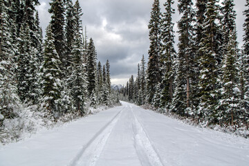 Obraz premium Near Lake Louise, Alberta, Canada, a snow covered road in the mountains with large spruce trees on each side. There is one set of tire tracks in the fresh snow on the road.
