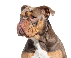 head shot of a American Bully, isolated on white