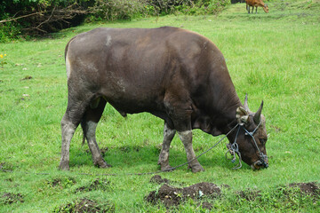 indonesia buffalo walks to eat grass in a wide field.