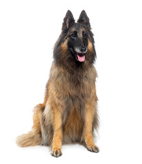 Graying Tervuren dog, isolated on white