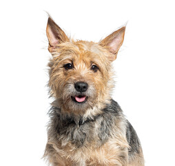 head shot of a Bastard dog panting, isolated on white