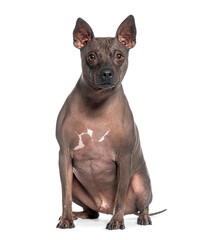 American hairless terrier dog, isolated on white