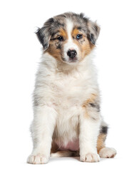 Red Merle puppy Australian Shepherd, two months old, isolated on white