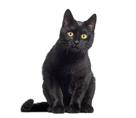 Obraz premium Sitting Black Kitten crossbreed cat, looking at the camera, isolated on white