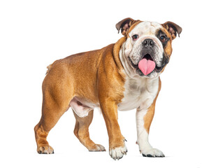 Walking English Bulldog panting and looking at the camera, isolated on white
