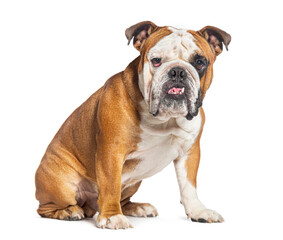 Sitting English Bulldog looking at the camera, isolated on white