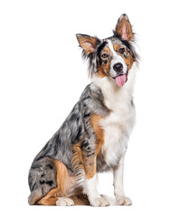 Blue merle Australian Shepherd panting mouth open looking at the camera, isolated on white