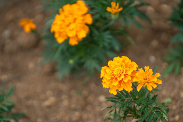 橙が鮮やかなマリーゴールドの花