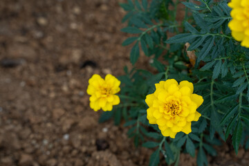 黄色が鮮やかなマリーゴールドの花