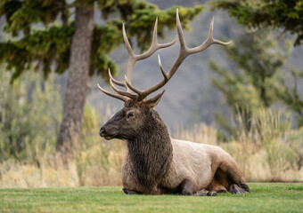 Bull Elk resting in Mammoth Hotsprings, Yellowstone National Park