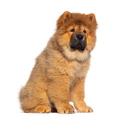 Three months old puppy Chow-chow dog, isolated on white