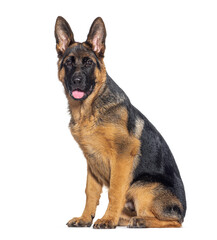 Four months old puppy German shepherd panting mouth open, isolated on white