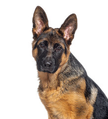 Head shot of a Four months old puppy German shepherd, isolated on white