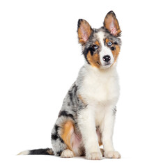 Four months old puppy Blue merle australian shepherd, isolated on white