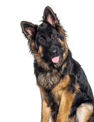 head shot of a Young long-haired German shepherd panting mouth open, isolated on white