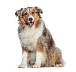 Red merle Australian Shepherd panting facing at the camera, isolated on white