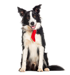border collie wearing a red dog scarf, isolated on white