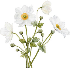 Watercolor of white anemones flower blooming