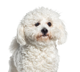 head shot of a Brichon frise, isolated on white