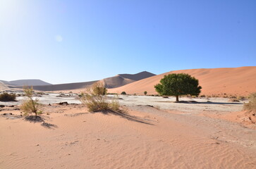 deadvlei sossusvlei Dry pan trees desert Sand dunde Namibia Africa