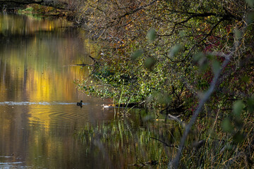 calm river in Latvia. colorful autumn foliage with reflection in smooth mirror water