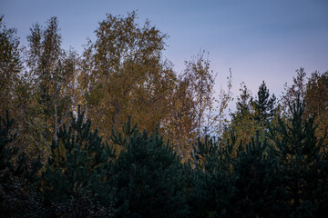 Obraz premium top of birch and pine forest against blue sky. Autumn foliage on deciduous tres.