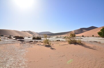 deadvlei sossusvlei Dry pan trees desert Sand dunde Namibia Africa